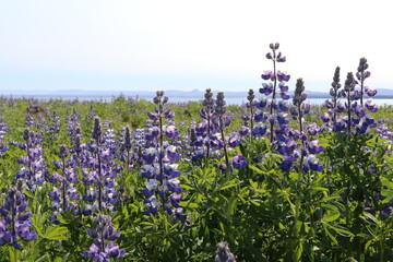 field of purple lupine flowers in Iceland 