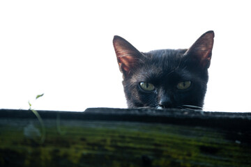 Deep brown cat staring 