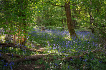 Bluebells (Hyacinthoides non-scripta) in woodland with sunlight filtering through the trees. Beautiful springtime nature scene near Farleigh in Surrey, UK