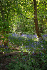 Bluebells (Hyacinthoides non-scripta) in woodland with sunlight filtering through the trees. Beautiful springtime nature scene near Farleigh in Surrey, UK