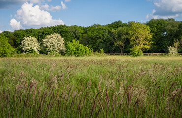 Field with grasses and trees behind. Beautiful view of the English countryside near Farleigh in Surrey, UK. Foreground focus.