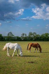 A white horse and a chestnut horse grazing in a field. Farm scene near Farleigh in Surrey, UK.