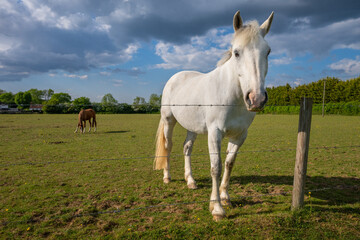 A gray horse standing in a field and looking over a fence with a chestnut horse behind. Farm scene near Farleigh in Surrey, UK.