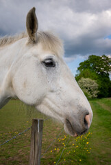 Head of a gray horse in a field looking over a fence with trees behind