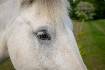 Close up of the head of a gray horse in a field showing eye