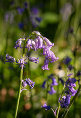 Close up of bluebells (Hyacinthoides non-scripta) in woodland with sunlight filtering through the trees. Beautiful springtime nature scene near Farleigh in Surrey, UK