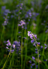 Close up of bluebells (Hyacinthoides non-scripta) in woodland with sunlight filtering through the trees. Beautiful springtime nature scene near Farleigh in Surrey, UK