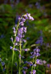 Close up of bluebells (Hyacinthoides non-scripta) in woodland with sunlight filtering through the trees. Beautiful springtime nature scene near Farleigh in Surrey, UK