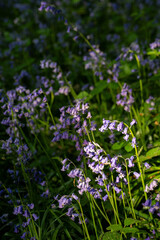 Bluebells (Hyacinthoides non-scripta) in the English countryside. Beautiful springtime nature scene near Farleigh in Surrey, UK
