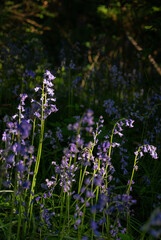 Bluebells (Hyacinthoides non-scripta) in the English countryside. Beautiful springtime nature scene near Farleigh in Surrey, UK