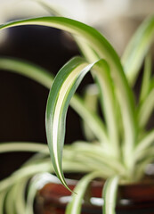 Healthy spider plant leaves in natural window light