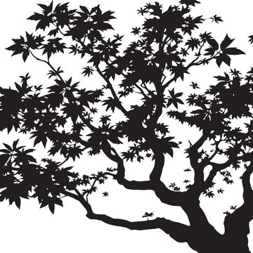Japan Tree Vector Japanese Tree Vector