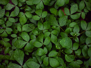 fresh green plants Natural green background with leaf and drops of water.