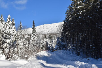 A path in the forest in winter, Québec, Canada