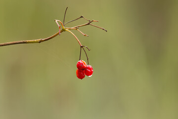 twig with three red berries of Guelder Rose, green background, orange background,  branch with the...