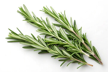 Fototapeta premium Fresh organic rosemary sprigs on a white background