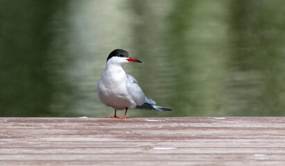 seagull on a rock