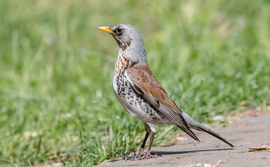 robin on the grass