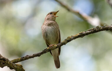 red backed shrike on branch