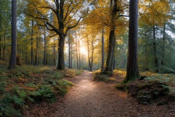 Obraz premium Autumnal Forest Path: Golden Sunlight, Serene Woodland Scene