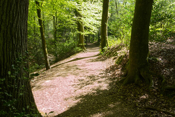English Springtime woodland path