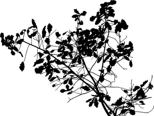 Vector illustration of natural oak branch