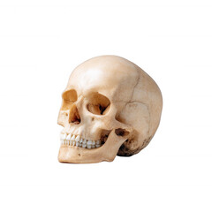 Realistic human skull on a white isolated background, showcasing detailed features and structure. Ideal for educational, medical, and artistic applications.