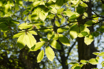 Springtime Beech tree leaves.