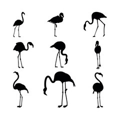 Flamingo vector silhouette. Black silhouette of tropical bird flamingo