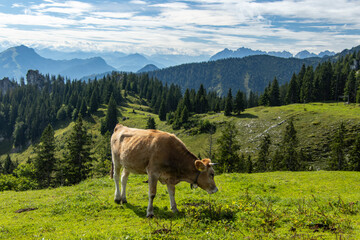 cow in the mountains