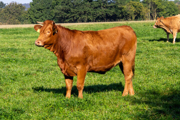 cow in the field