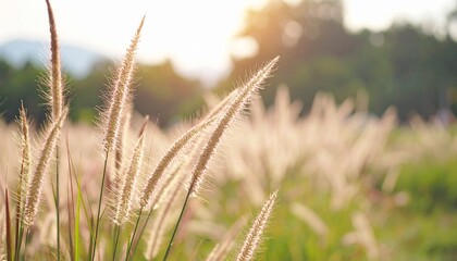 Fototapeta premium Blurry picture of flower grass in the garden, soft and pastel color background. 