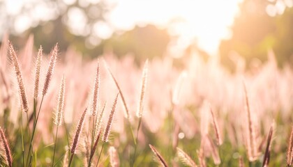 Fototapeta premium Blurry picture of flower grass in the garden, soft and pastel color background. 