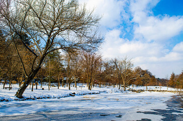 Winter in Nami Island South Korea