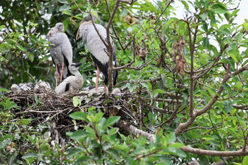 White birds 