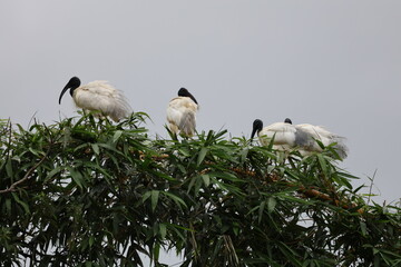 White birds 