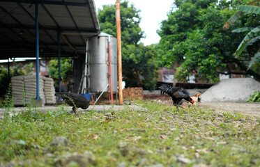 Obraz premium Pack of chickens in a farmyard with green foliage and rural background
