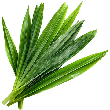 Pandan leaves