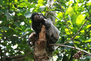 Sagui