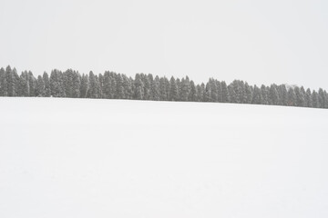 snow covered trees in winter
