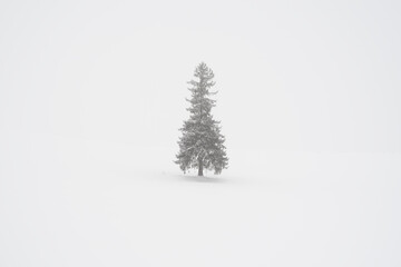 christmas tree in snow