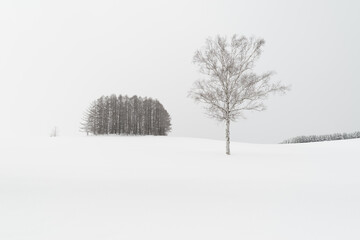 trees in snow