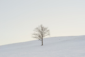 lonely tree in the snow