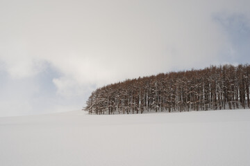 snow covered trees in winter