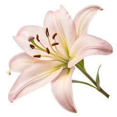 Naklejka premium pink lily on white background