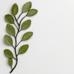 Naklejka premium Green Leaf Branch on White Background Minimalist Botanical Photography
