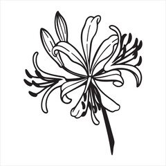 Nerine Flower – Elegant Autumn Blooms with Vibrant Pink Petals for Floral Art and Design