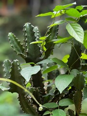 close up of green leaves