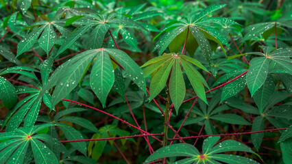 green cassava leaves in the garden
