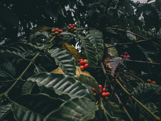 coffee plants ready for harvest